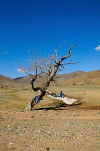 戈壁沙漠中的老死树图片