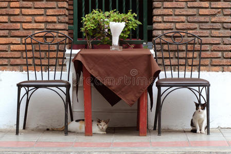 带猫的户外餐桌