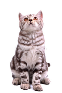 孤独的苏格兰折叠式小猫坐着抬头看