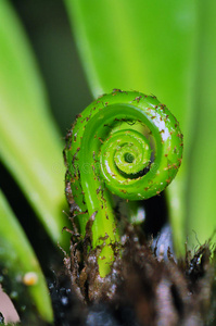 展开芽的蕨类植物的绿色背景上的白色兰花年轻的蕨类植物在雪天发芽