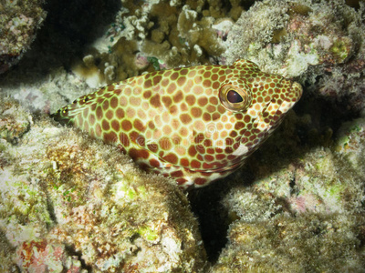 珊瑚礁石斑鱼图片