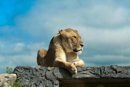 雌狮子躺在岩石上