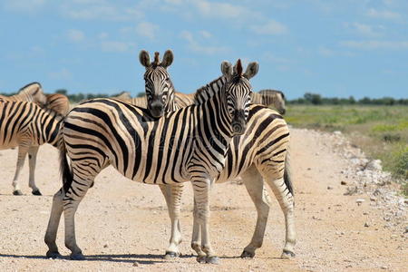 头发 坦桑尼亚 公园 玛拉 稀树草原 条纹 塞伦盖蒂 国家的