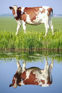 田野上的奶牛