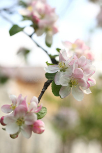 苹果树花