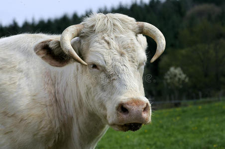 牧场奶牛