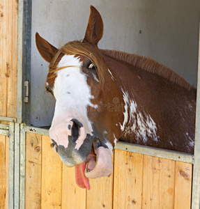 马伸出舌头