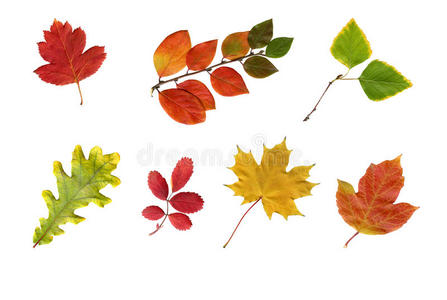 五颜六色的秋天的叶子被隔离在白色上。