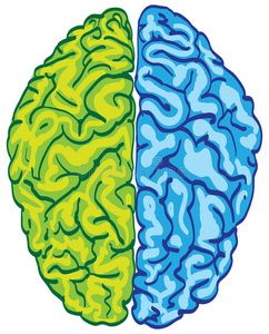 削减 皮层 天才 记忆 智力 健康 身体 人类 插图 金属