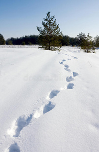 雪地步道