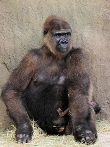 母亲保护她的孩子照片