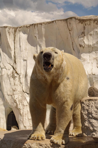 动物园展馆里的北极熊图片