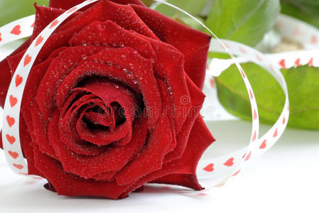 像爱情象征的红玫瑰