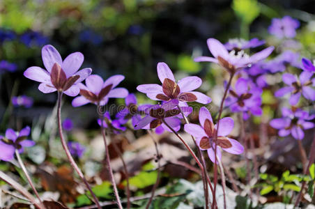 森林里的银莲花。