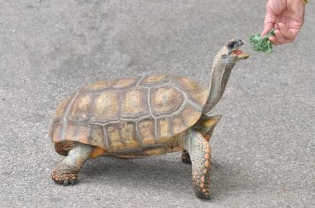 (缅甸陆龟), 黄龟主人家黄海龟和珊瑚礁的鱼和水下拱在蓝色的海面上