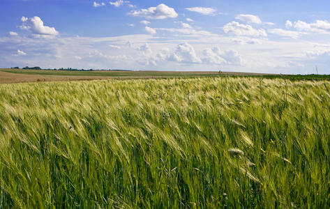 小麦玉米田