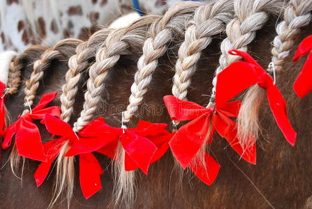 红色蝴蝶结编结马鬃编织马鬃马鬃马鬃棕色马鬃马鬃_鬣鳞蜥关于斐济马