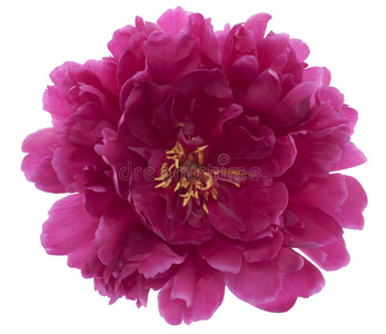 牡丹花瓣关闭图片