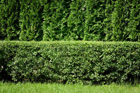 绿篱植物图片-绿篱植物素材-绿篱植物插画-摄图新视界