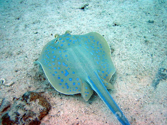 蓝水水母硬珊瑚上的彩色裸鳃象珊瑚礁和鱼类沙中黑条纹红鱼普通狮子鱼