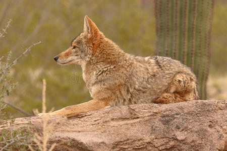 栖息在沙漠岩石上的郊狼