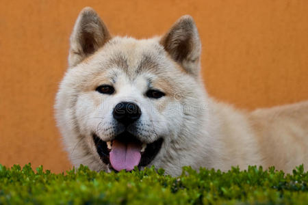 秋田犬的肖像