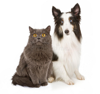 常见的灰猫鼬图片