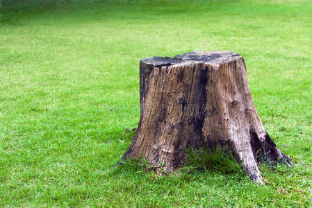 绿草上的树桩树桩夏季森林中的大树桩森林 砍伐.