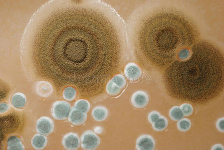 霉菌的菌落特征图片