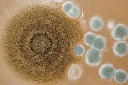 霉菌在琼脂平板上生长的大型霉菌菌落.照片