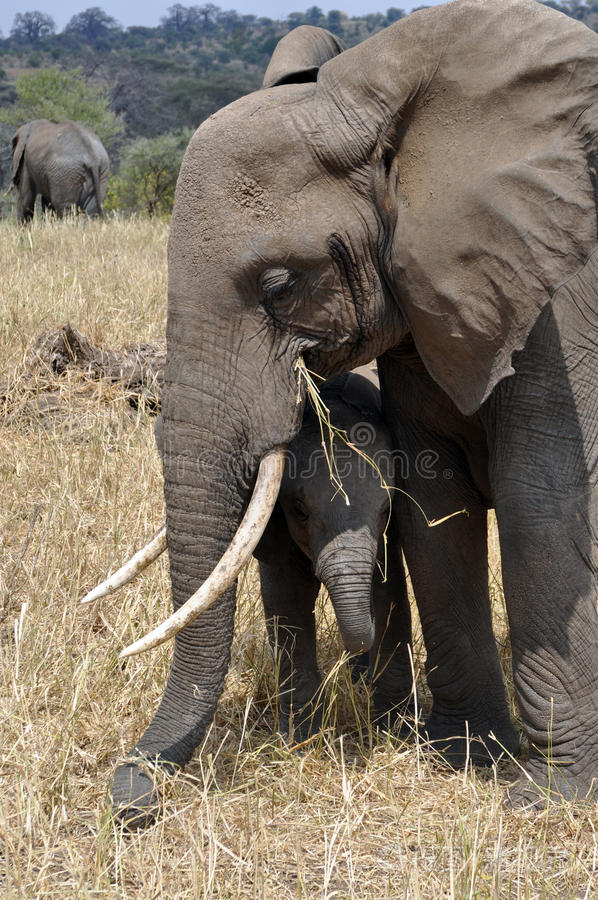 大象妈妈保护她的孩子