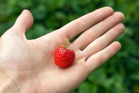手拿新鲜草莓