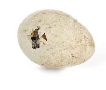 螺母孵化鸟图片