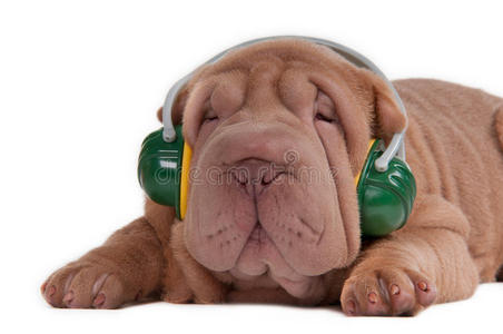 沙佩小狗用耳机听音乐图片