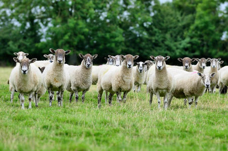 一群羊一群羊.照片