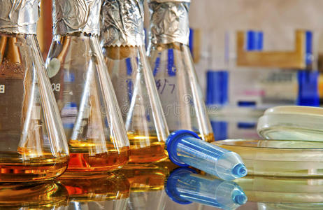 肉汤圆微生物实验室照片