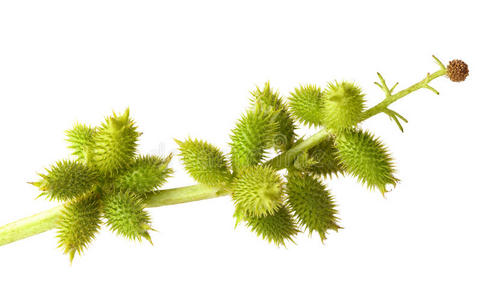 盘龙刺苍耳果照片