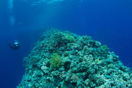 带技术潜水员的珊瑚礁