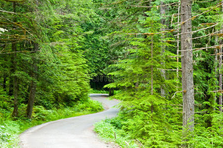 森林中蜿蜒的道路图片