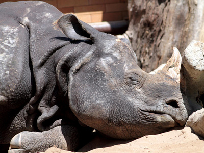 睡犀牛照片