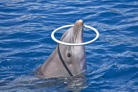 海豚玩戒指
