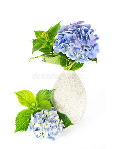 蓝绣球花。美丽的霍滕西亚