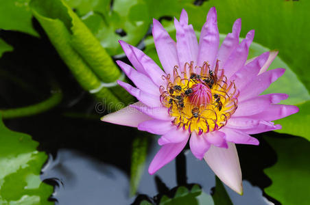 热带花园里的蜜蜂带着粉红色的莲花