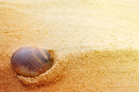 细沙上的贝壳