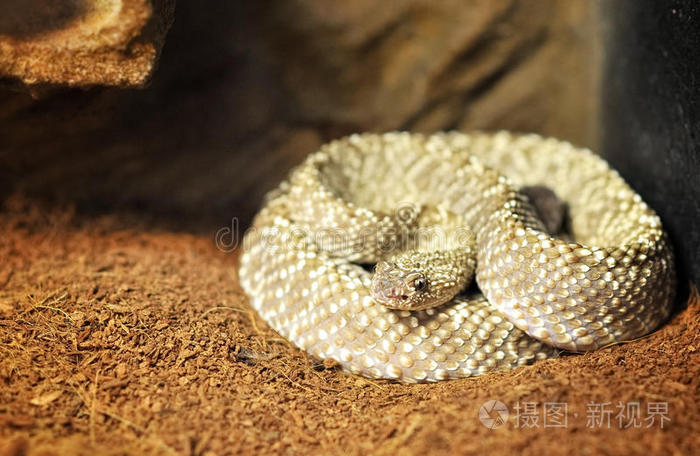 委内瑞拉响尾蛇crotalusvegrandis