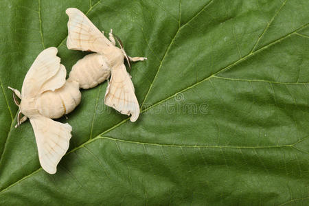 蚕蚕茧桑蚕的绿叶蚕茧上的蚕蛾蚕茧蚕茧蚕茧蝴蝶茧的行春季蚕运动中心