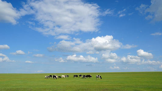 蓝天白云下的奶牛背景照片