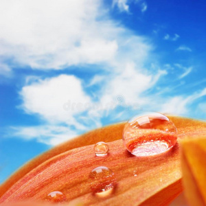 橙色花瓣上有水滴