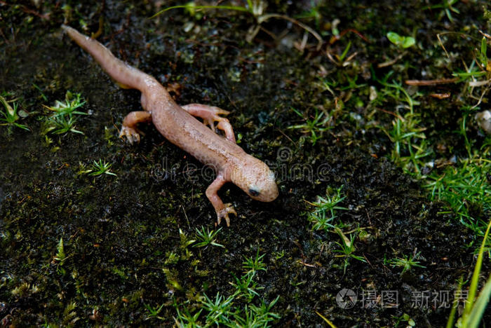 壁虎把玉米蛇皮藏起来美丽的豹纹壁虎青蛙壁虎在白色的墙上色彩鲜艳