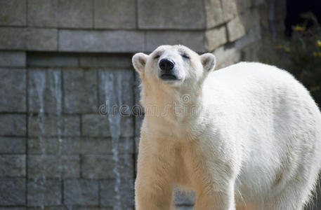 大白熊造型